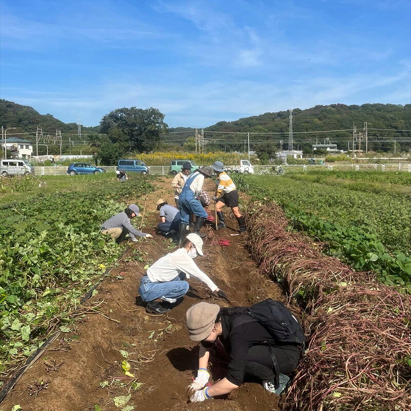 【ふるさと納税】旬の野菜セット（1回）【 神奈川県 大磯町 季節野菜セット 新鮮野菜 大磯グルメ 】 - 画像2