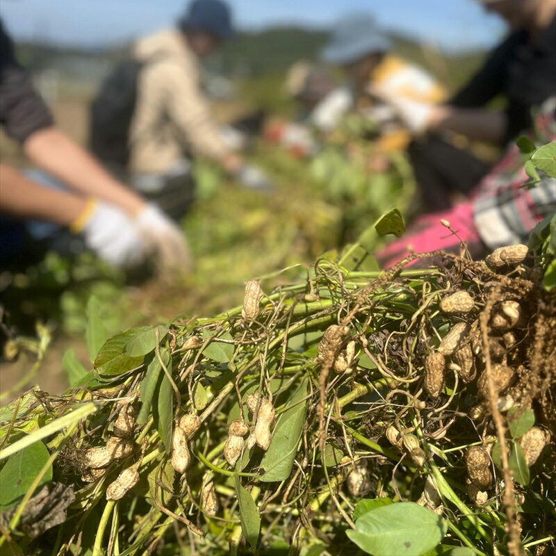 【ふるさと納税】旬の野菜セット（1回）【 神奈川県 大磯町 季節野菜セット 新鮮野菜 大磯グルメ 】 - 画像3