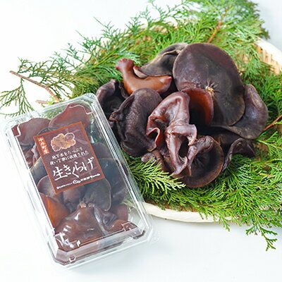 【ふるさと納税】井戸水を使って作られた生きくらげ　約1.2kg(約200g×6p)【配送不可地域：離島】【1139807】 - 画像3