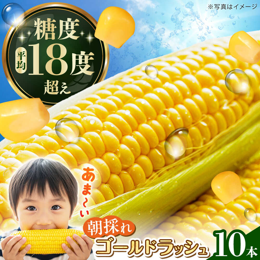 【先行予約】ゴールドラッシュ とうもろこし10本【遠藤ファーム】 人気 キャンプ BBQ とうきび 生 野菜 トウモロコシ スイートコーン コーン[BDAF004]