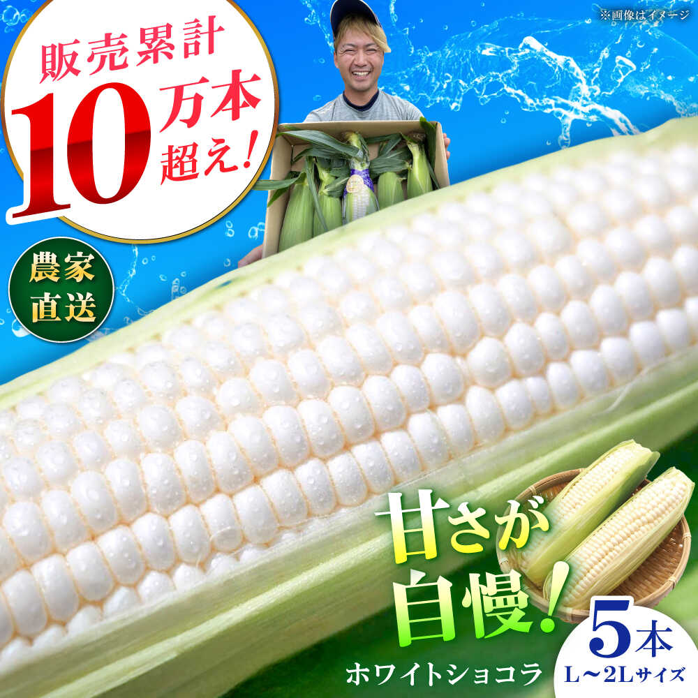 【先行予約】【数量限定】白いとうもろこし ホワイトショコラ 5本【文命農業】開成町 野菜 とうもろこし トウモロコシ ホワイトショコラ[BDAX001]