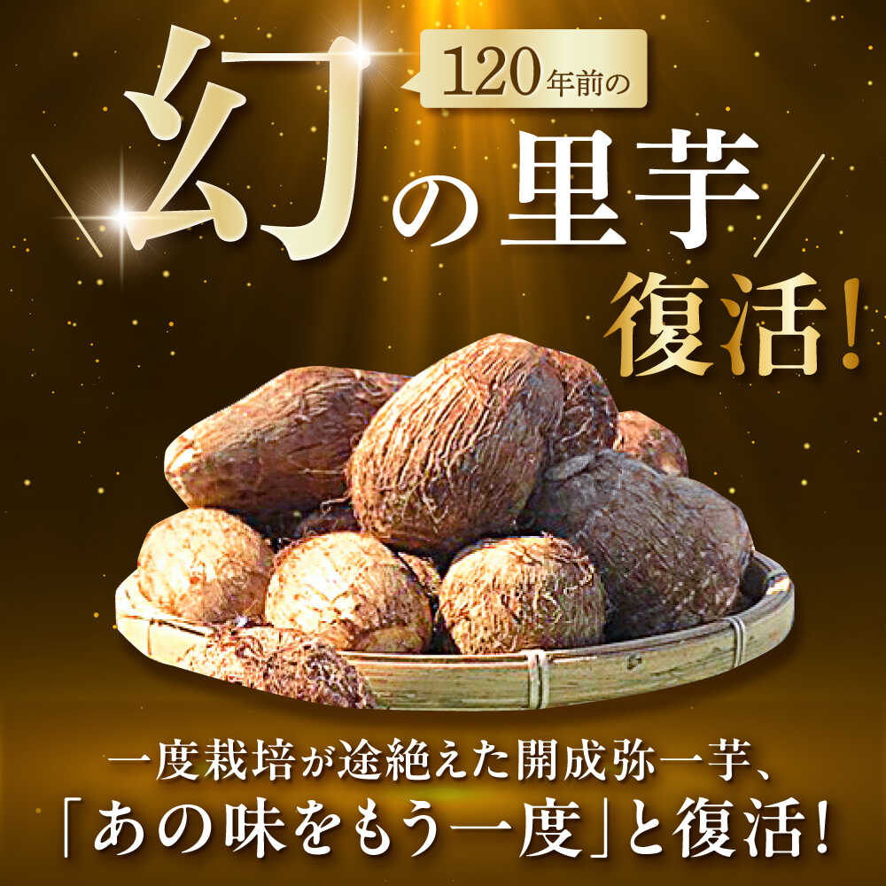 【ふるさと納税】【先行予約】【メディア多数掲載！開成弥一芋】ホクホクねっとりやわらか〜い里芋 2キロ【文命農業】開成町 サトイモ さといも 野菜[BDAX002] - 画像3