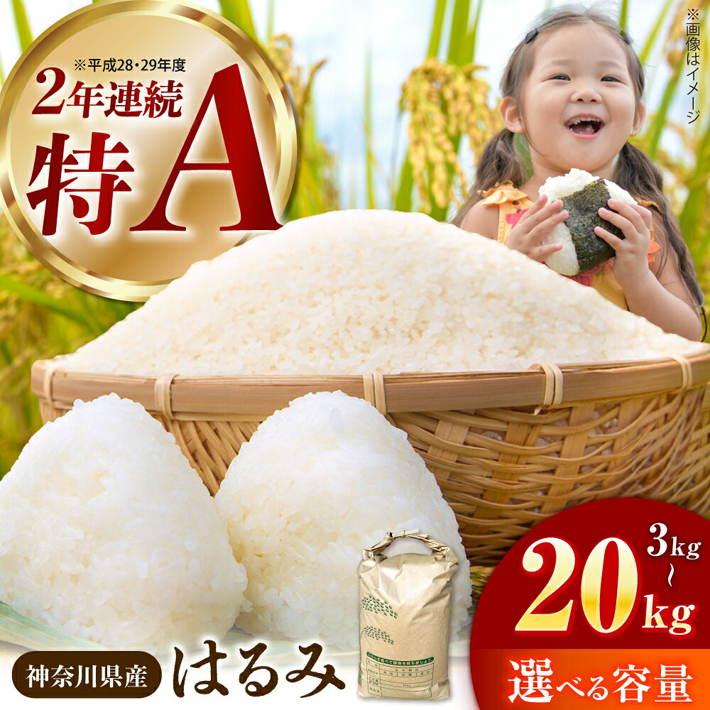 選べる容量！【令和7年産】はるみ 3kg 5kg 10kg 20kg【井上農園】 米 お米 精米 白米 はるみ おこめ はくまい 令和7年産 開成町 神奈川県【特Aランク受賞実績あり！】[BDBB001]