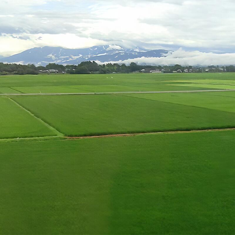 【ふるさと納税】【定期便6ヶ月】新潟市産コシヒカリ 白米 5kg お米 精米 ご飯 代表 自然 飽きない 自信 美味しい - 画像3