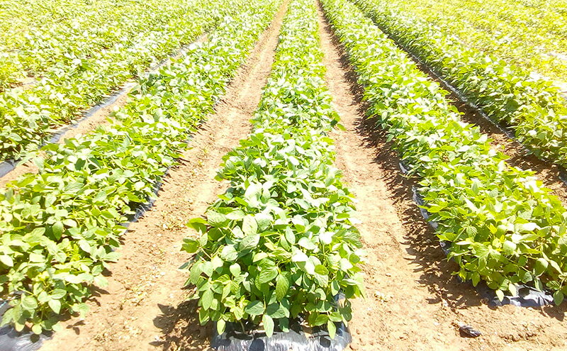 【ふるさと納税】朝どり 生枝豆 くろさきの枝豆 3kg 新潟県黒埼産 生 枝豆 えだまめ えだ豆 新潟　お届け：2026年9月下旬～10月下旬 - 画像3