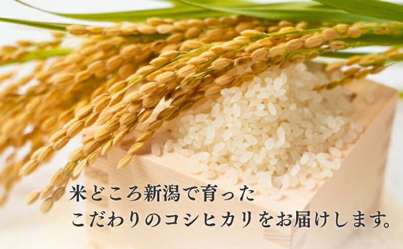 【ふるさと納税】R7年産米 新潟産コシヒカリ5kg　お届け：10月中旬以降発送予定 - 画像3