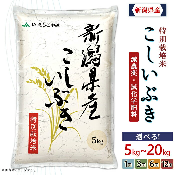 米 定期便 令和7年 新潟 こしいぶき 選べる 5kg 10kg 20kg 1回 3回 6回 12回 3ヶ月 6ヶ月 12ヶ月 特別栽培米 選べる発送時期 選べる容量 選べる配送回数 選べる 発送時期が選べる お米 JA直送 農協（えちご中越農業協同組合）