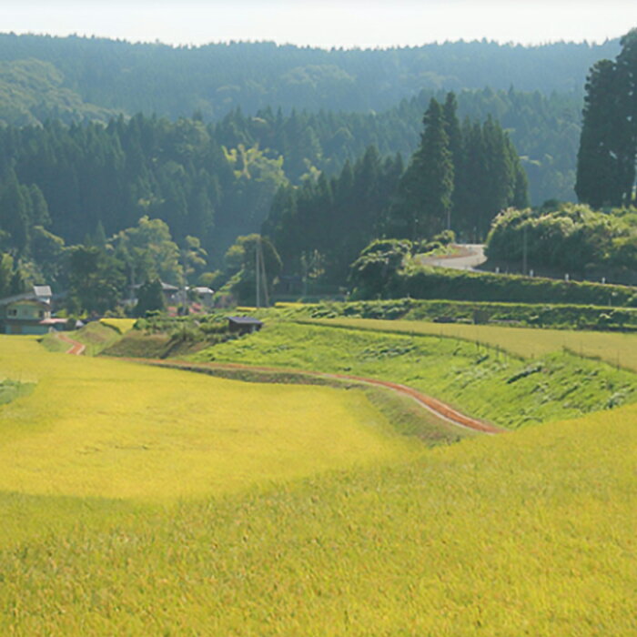 【ふるさと納税】 新潟 日本酒 H4-49A想天坊 純米にごり生酒 1800ml【河忠酒造】（2025年11月下旬以降発送） サムネイル3