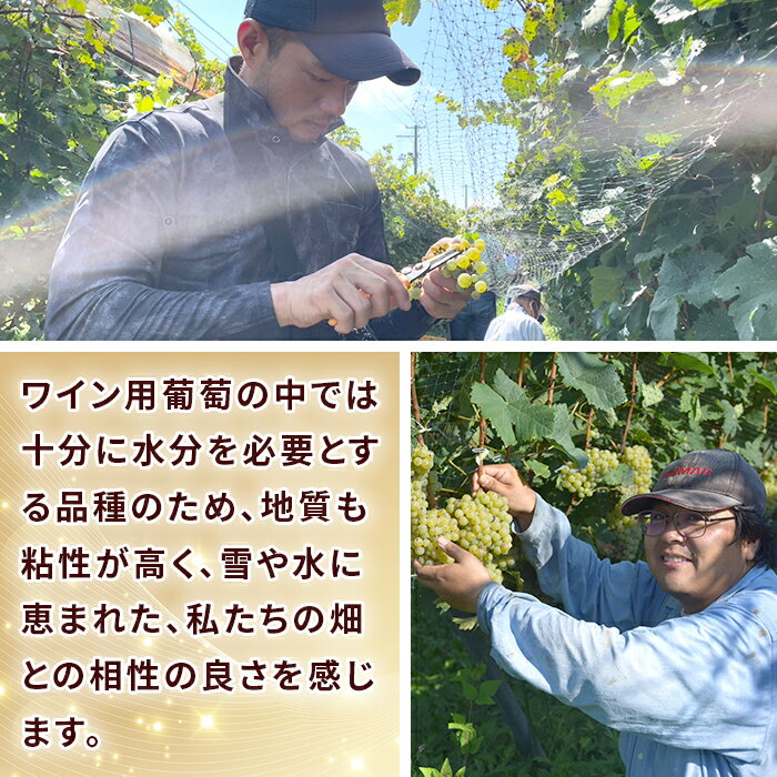 【ふるさと納税】24-06B T100 Kerner〈白〉2024 750ml【ワインファームとちお】 サムネイル3