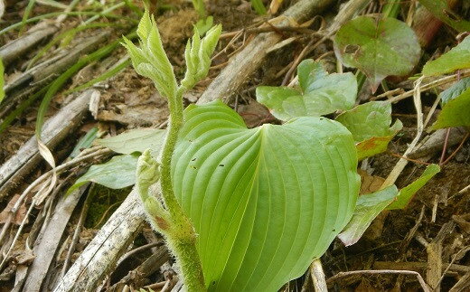 【ふるさと納税】【期間・数量限定】山うど 700g 山菜 山のごちそう[Y0614]【 新潟県 柏崎市 】 - 画像2