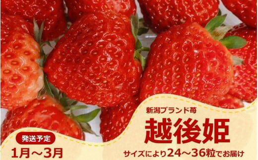 【先行予約・1月～発送】新潟のお姫様いちご♪越後姫（24～36粒）新潟県オリジナル品種[ZB618]【 新潟県 柏崎市 】