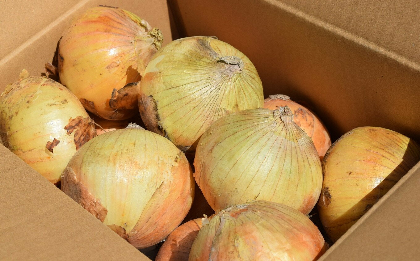 【ふるさと納税】【先行予約・6月中旬～発送】やたらうんめぇ 玉ねぎ 3kg 産地直送 水田環境鑑定士在籍[ZA076]【 新潟県 柏崎市 】 - 画像2