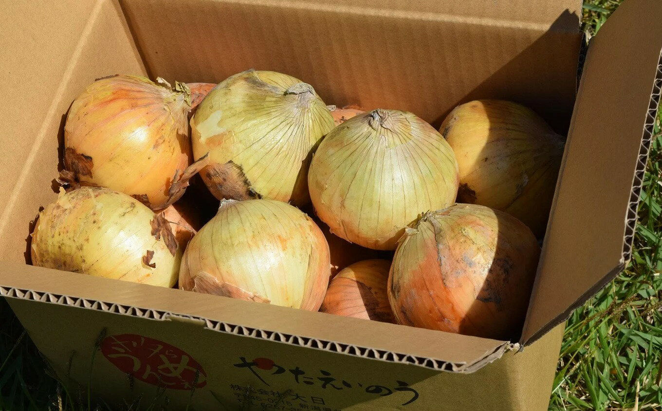 【ふるさと納税】【先行予約・6月中旬～発送】やたらうんめぇ 玉ねぎ 3kg 産地直送 水田環境鑑定士在籍[ZA076]【 新潟県 柏崎市 】 - 画像3