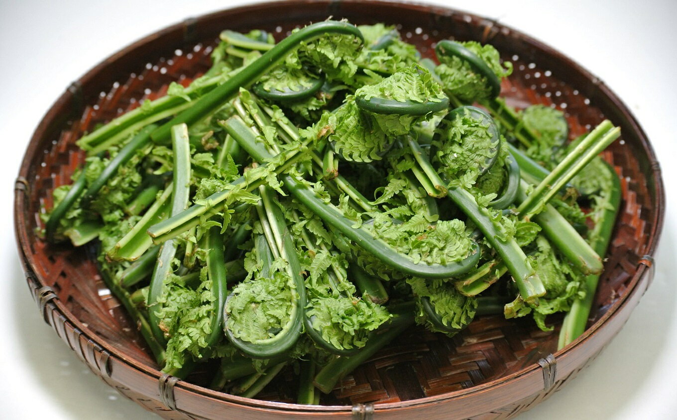 【ふるさと納税】【期間・数量限定】こごみ 400g 山菜 山のごちそう[ZA064]【 新潟県 柏崎市 】 - 画像2