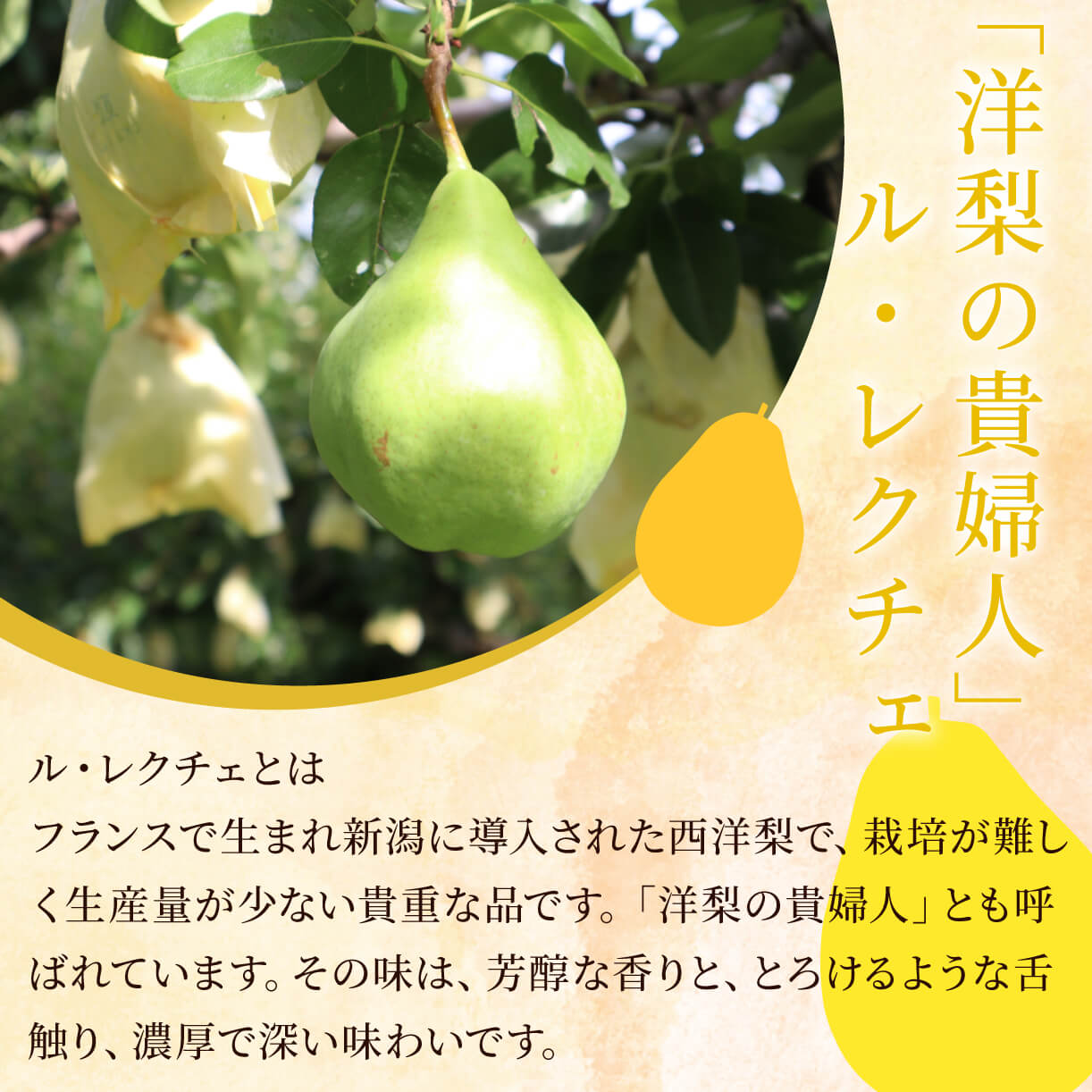 【ふるさと納税】 ル・レクチェ ジュース ジャム コンポート セット 高橋農園 新発田 新潟 ル・レクチェ セット フルーツ 旬 なし 梨 洋梨 西洋梨 通年 C47 サムネイル2