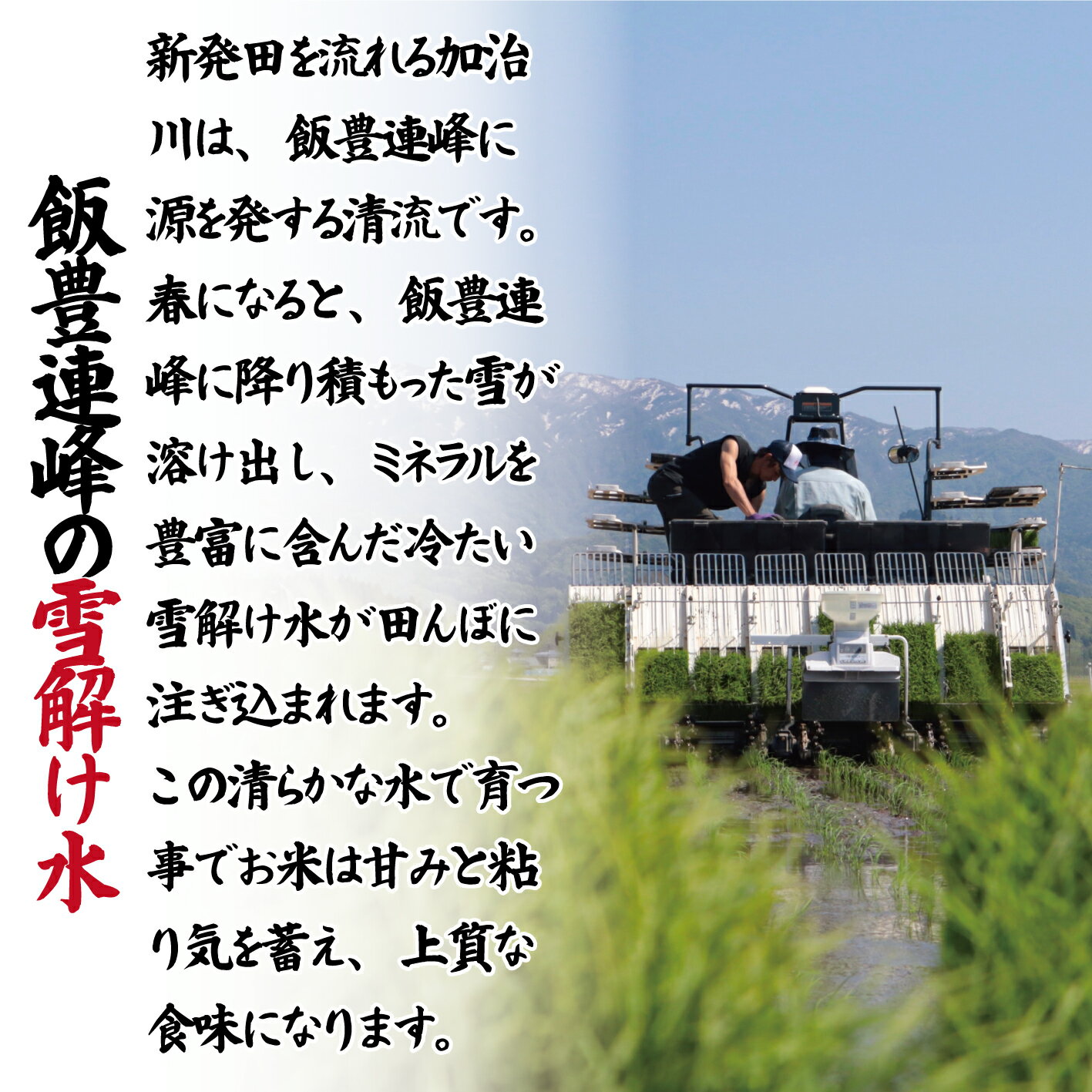 【ふるさと納税】 令和7年産 コシヒカリ 新潟 選べる 単品 定期便 5kg 7kg 10kg 15kg 20kg 21kg 無洗米 白米 玄米 米 こめ 特別栽培米 甘うま越後の こしひかり 新潟県 新潟産 新潟県産 新発田 斗伸 toushin サムネイル3