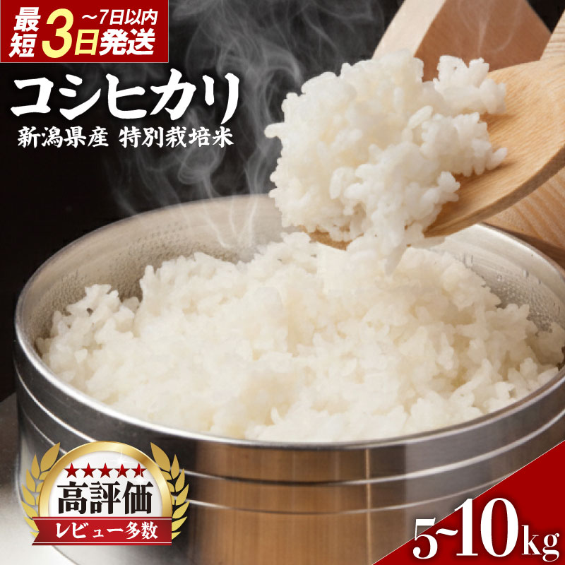 高評価★5.00 米 コシヒカリ 選べる 5kg 10kg 令和7年産 特別栽培米 コシヒカリ 精米 白米 ご飯 おにぎり 弁当 新潟産 コシヒカリ 新発田産 新潟コシヒカリ 米 お米 こめ 豊浦ニューカントリー 新潟県 新発田市 tnc001P