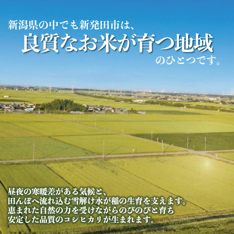 【ふるさと納税】 高評価★4.7 令和7年産 新潟県 コシヒカリ 単品 / 定期便 5kg 10kg 15kg 30kg 3回 3ヶ月 1等米 米 こめ 白米 ご飯 おにぎり こしひかり 新発田産 新発田市 新潟 野口政一商店 noguchi003P - 画像2
