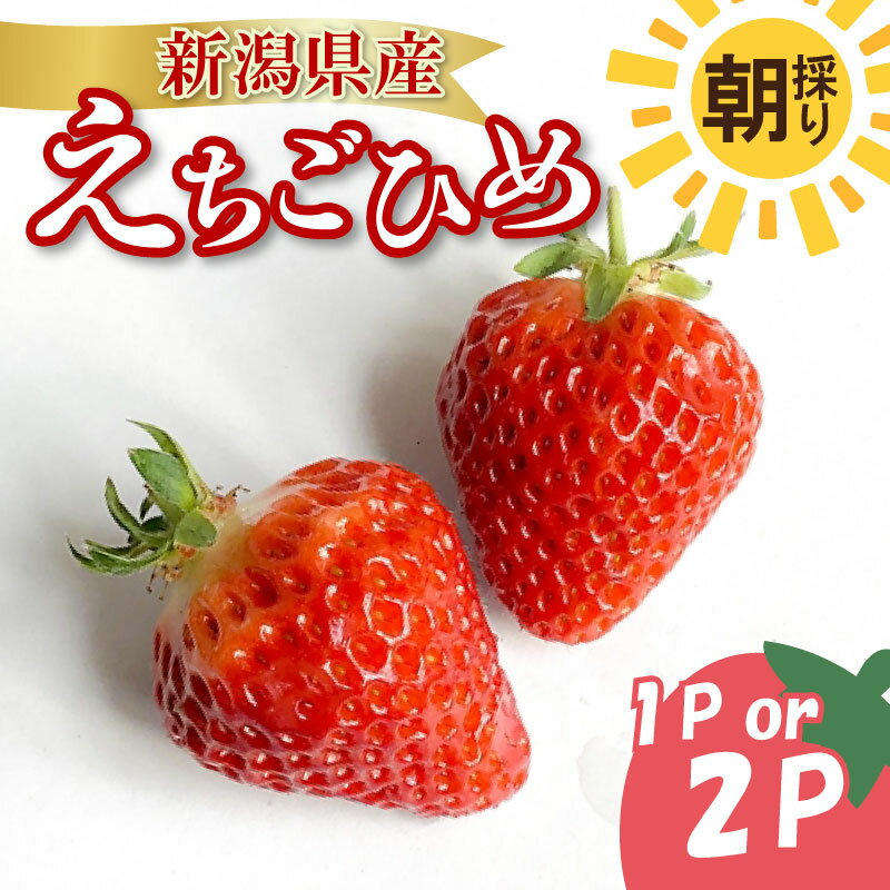 【先行予約】 いちご 越後姫 3L～2L 選べる パック数 12粒～30粒 朝採り 当日発送 苺 イチゴ えちごひめ 朝どれ 朝摘み 生産者直送 農家 直送 数量限定 季節限定 期間限定 須貝いちご園 新潟 新発田 sugai001P