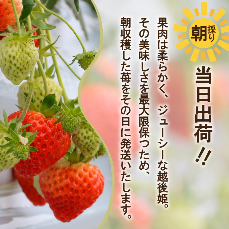 【ふるさと納税】 【先行予約】 いちご 越後姫 3L～2L 選べる パック数 12粒～30粒 朝採り 当日発送 苺 イチゴ えちごひめ 朝どれ 朝摘み 生産者直送 農家 直送 数量限定 季節限定 期間限定 須貝いちご園 新潟 新発田 sugai001P サムネイル3