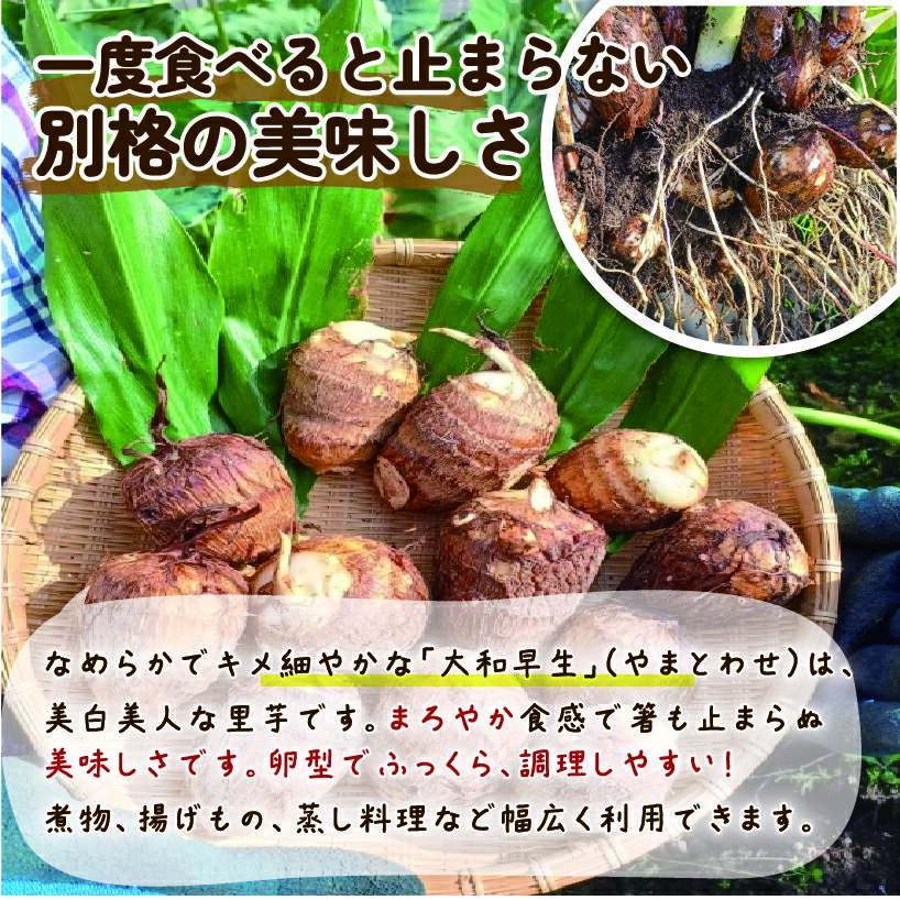 【ふるさと納税】 先行予約 里芋 「大和早生 」 新鮮 採りたて 1.2kg 栽培期間中農薬不使用 希少さといも サトイモ 芋 イモ いも 特産品 野菜 つぐちゃん畑 新潟 新潟県 新発田産 新発田市 tsuguchan007_01 - 画像2