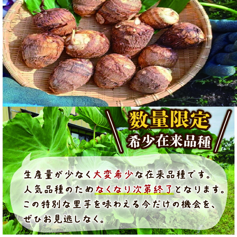 【ふるさと納税】 先行予約 里芋 「大和早生 」 新鮮 採りたて 1.2kg 栽培期間中農薬不使用 希少さといも サトイモ 芋 イモ いも 特産品 野菜 つぐちゃん畑 新潟 新潟県 新発田産 新発田市 tsuguchan007_01 - 画像3