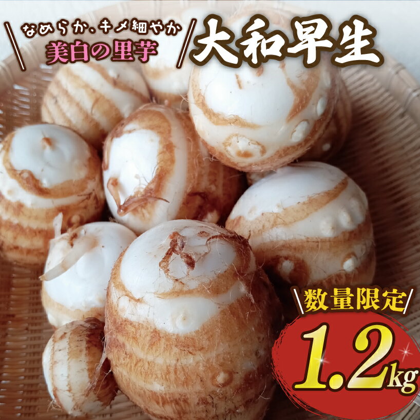 先行予約 里芋 「大和早生 」 新鮮 採りたて 1.2kg 栽培期間中農薬不使用 希少さといも サトイモ 芋 イモ いも 特産品 野菜 つぐちゃん畑 新潟 新潟県 新発田産 新発田市 tsuguchan007_01