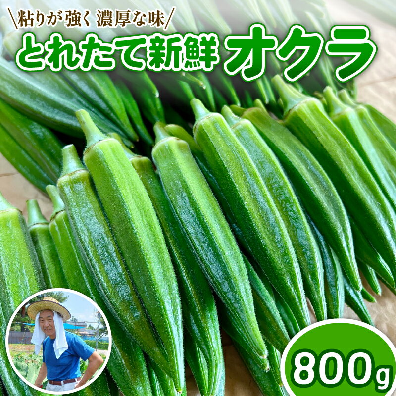 ＼先行予約／ オクラ 8袋 1袋あたり8本 新鮮 朝採り 採りたて 800g 令和8年産 おくら 特産品 野菜 夏野菜 つぐちゃん畑 家庭用 新潟 新潟県 新発田産 新発田市 tsuguchan001_01