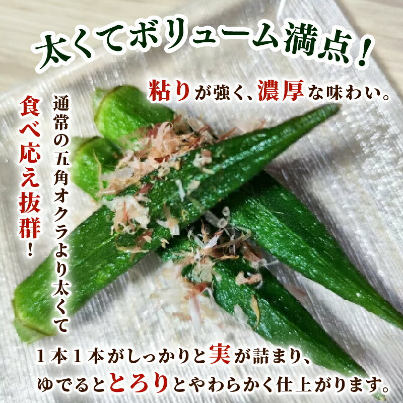 【ふるさと納税】 ＼先行予約／ オクラ 8袋 1袋あたり8本 新鮮 朝採り 採りたて 800g 令和8年産 おくら 特産品 野菜 夏野菜 つぐちゃん畑 家庭用 新潟 新潟県 新発田産 新発田市 tsuguchan001_01 - 画像2