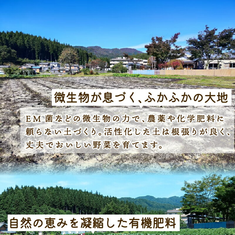 【ふるさと納税】 ＼先行予約／ オクラ 8袋 1袋あたり8本 新鮮 朝採り 採りたて 800g 令和8年産 おくら 特産品 野菜 夏野菜 つぐちゃん畑 家庭用 新潟 新潟県 新発田産 新発田市 tsuguchan001_01 - 画像3