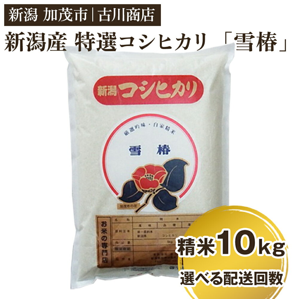 【令和7年産】新潟県産 特選コシヒカリ「雪椿」精米10kg 選べる配送回数（通常配送1回〜定期便12回）《順次発送》 白米 加茂市 お米の専門店 古川商店