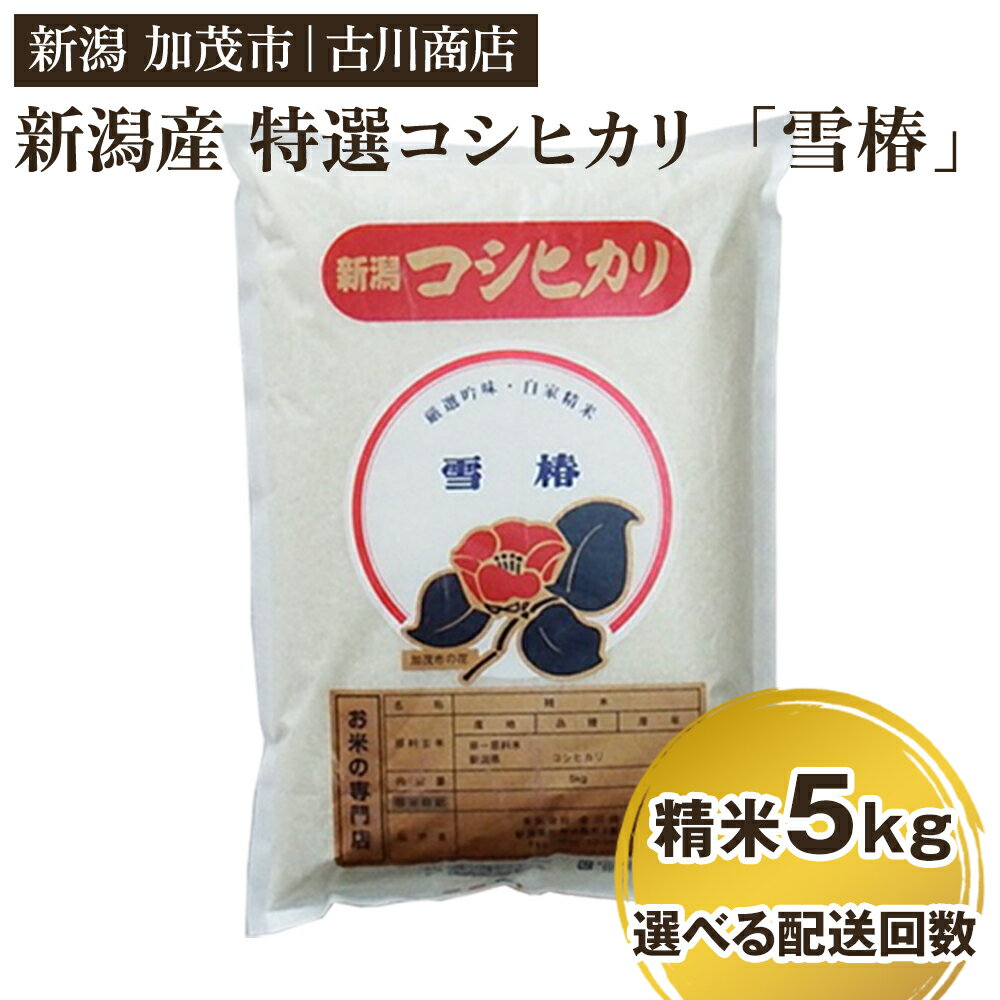 【令和7年産】新潟県産 特選コシヒカリ「雪椿」精米5kg 選べる配送回数（通常配送1回〜定期便12回）《順次発送》 白米 加茂市 お米の専門店 古川商店