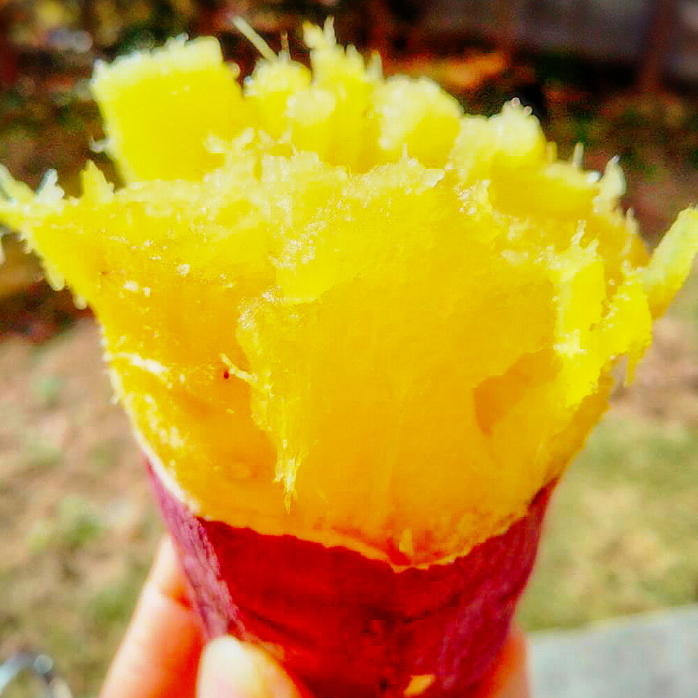 【ふるさと納税】【2025年先行予約】新潟県 加茂市産 姫あやか 【家庭用】選べる「2.5kg」or「5kg」or「10kg」《11月上旬～順次発送》 人気 さつまいも 訳あり 家庭用 さつまいも 熟成 さつまいも しっとり甘みの強い さつまいも 焼き芋 焼芋 スイートポテト 加茂市 織原農園 サムネイル3