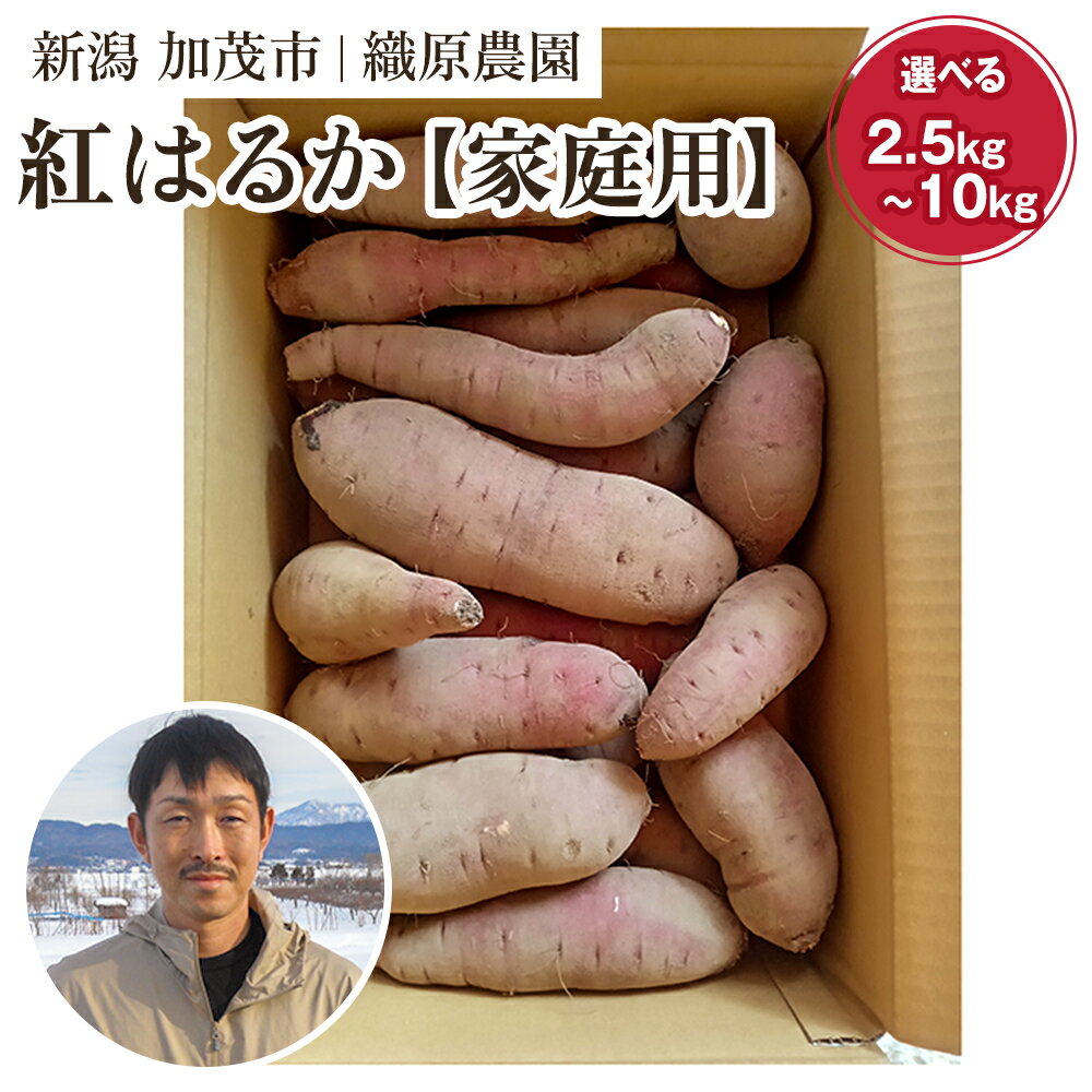 【2025年先行予約】新潟県 加茂市産 紅はるか 【家庭用】選べる「2.5kg」or「5kg」or「10kg」《11月上旬～順次発送》 人気 さつまいも 訳あり 家庭用 さつまいも 熟成 さつまいも しっとり甘みの強い さつまいも 焼き芋 焼芋 スイートポテト 加茂市 織原農園