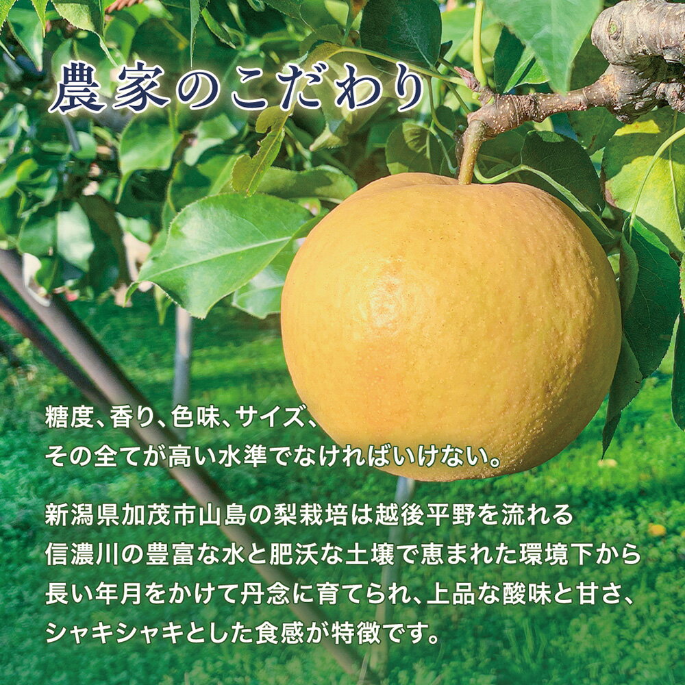 【ふるさと納税】【2026年先行予約】青柳果樹園の和梨 幸水 選べる「2kg」or「3kg」or「5kg」 《8月下旬～順次出荷》 果物 こうすい フルーツギフト 加茂市 青柳果樹園 - 画像2