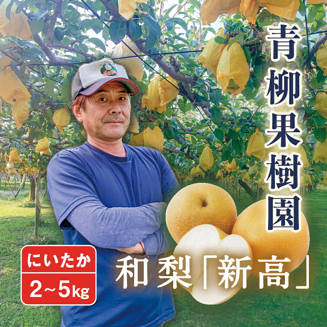 【2026年先行予約】和梨 新高 選べる「2kg」or「3kg」or「5kg」新潟県産 [青柳果樹園] 《10月上旬〜順次出荷》[0459]