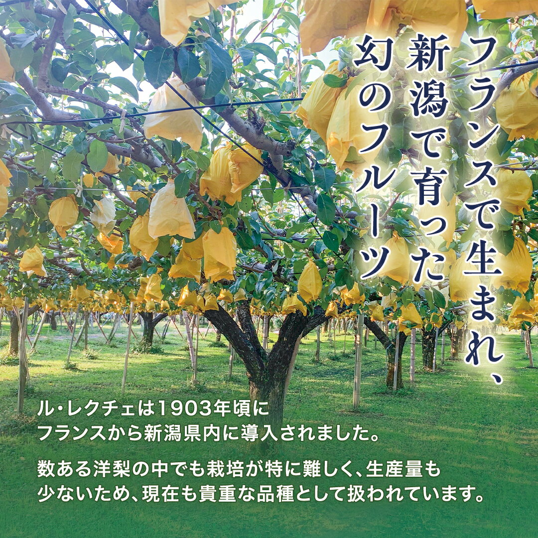 【ふるさと納税】【2026年先行予約】新潟特産 幻の洋梨ル・レクチェ 家庭用 「2kg」or「3kg」or「4kg」〈11月下旬〜順次出荷〉 ルレクチェ ル・レクチエ ルレクチエ 果物 フルーツ 冬の味覚 産地直送加茂市 青柳果樹園 - 画像2