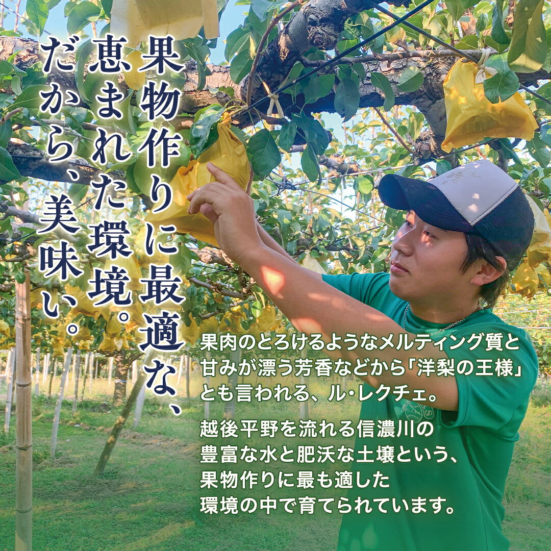 【ふるさと納税】【2026年先行予約】新潟特産 幻の洋梨ル・レクチェ 家庭用 「2kg」or「3kg」or「4kg」〈11月下旬〜順次出荷〉 ルレクチェ ル・レクチエ ルレクチエ 果物 フルーツ 冬の味覚 産地直送加茂市 青柳果樹園 - 画像3