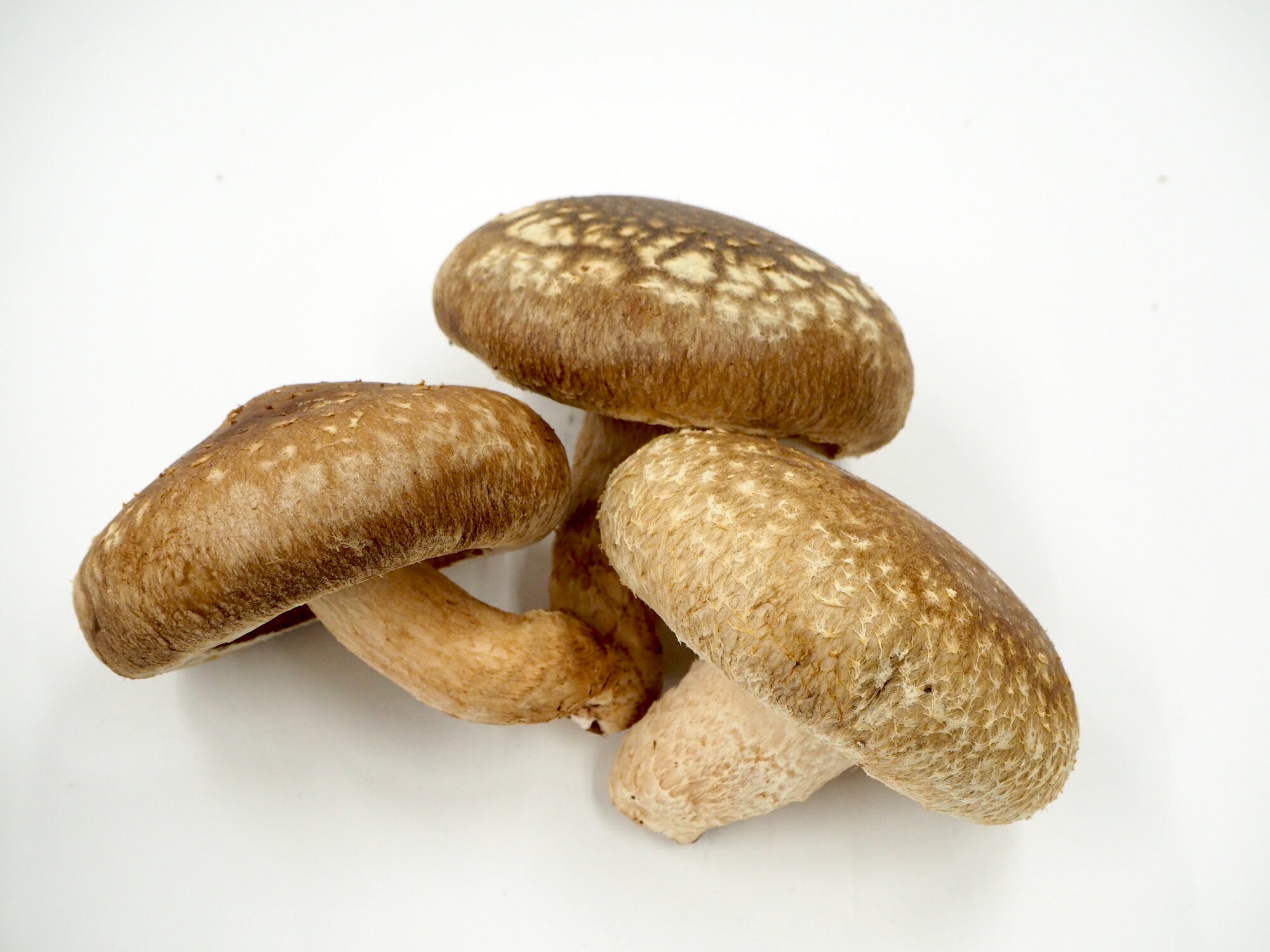 【ふるさと納税】加茂市の生しいたけ 「約500g」or「約1kg」 《順次発送》青木農園で栽培された椎茸 きのこ 秋の味覚 加茂市 マルダイ 有本商店 - 画像2