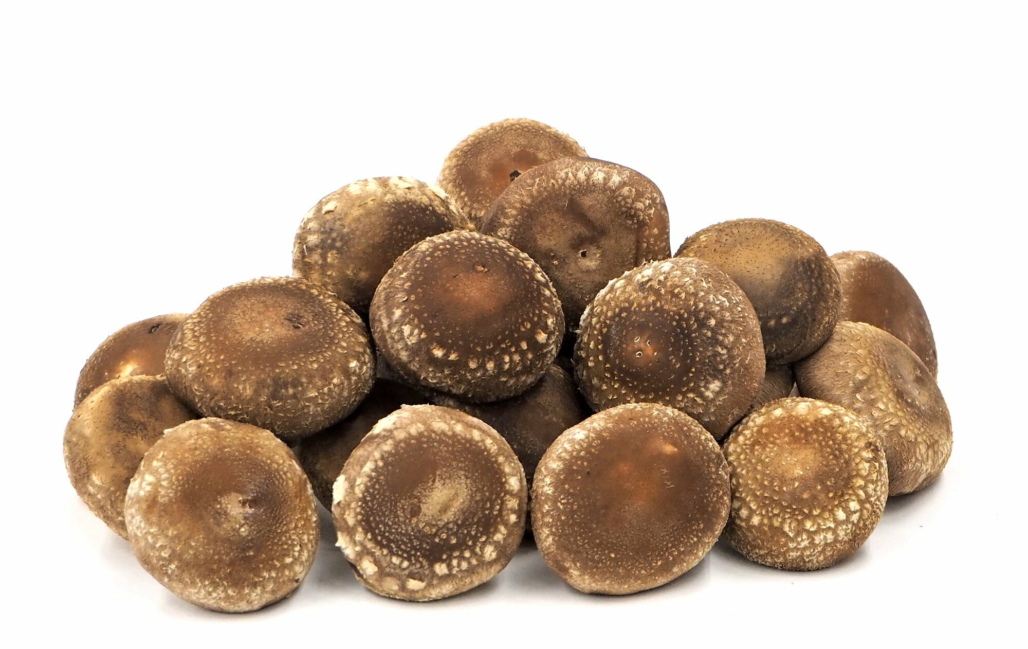 【ふるさと納税】加茂市の生しいたけ 「約500g」or「約1kg」 《順次発送》青木農園で栽培された椎茸 きのこ 秋の味覚 加茂市 マルダイ 有本商店 - 画像3