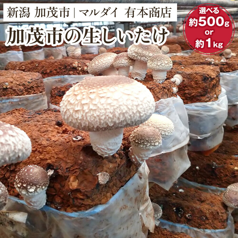 加茂市の生しいたけ 「約500g」or「約1kg」 《順次発送》青木農園で栽培された椎茸 きのこ 秋の味覚 加茂市 マルダイ 有本商店