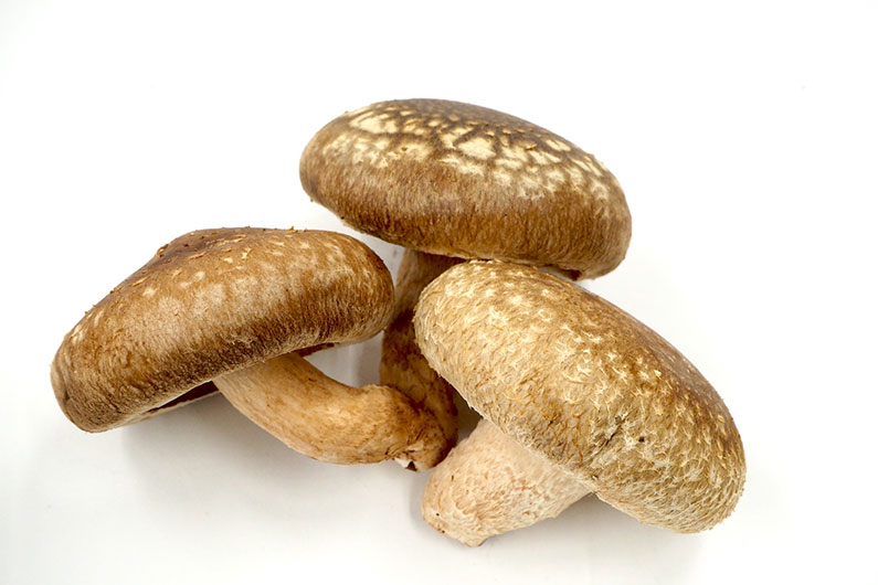 【ふるさと納税】新潟加茂の地酒マスカガミ飲み比べ300ml×3本と生しいたけ約500g 《順次発送》 日本酒 青木農園で栽培された椎茸 きのこ 秋の味覚 加茂市 マルダイ 有本商店 - 画像3