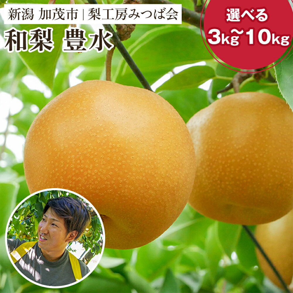 【2026年先行予約】新潟県産 和梨 豊水 選べる量 3Kg or 5kg or 10kg 《9月上旬以降発送》ほうすい 果物 フルーツギフト 秋の味覚 加茂市 梨工房みつば会