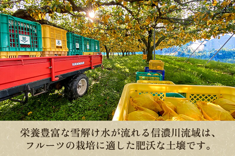 【ふるさと納税】【2025年先行予約】新潟特産 幻の洋梨ル・レクチェ 【家庭用】2Kg（5〜7玉）《11月下旬以降発送》果物 フルーツギフト 秋の味覚 加茂市 梨工房みつば会 サムネイル3