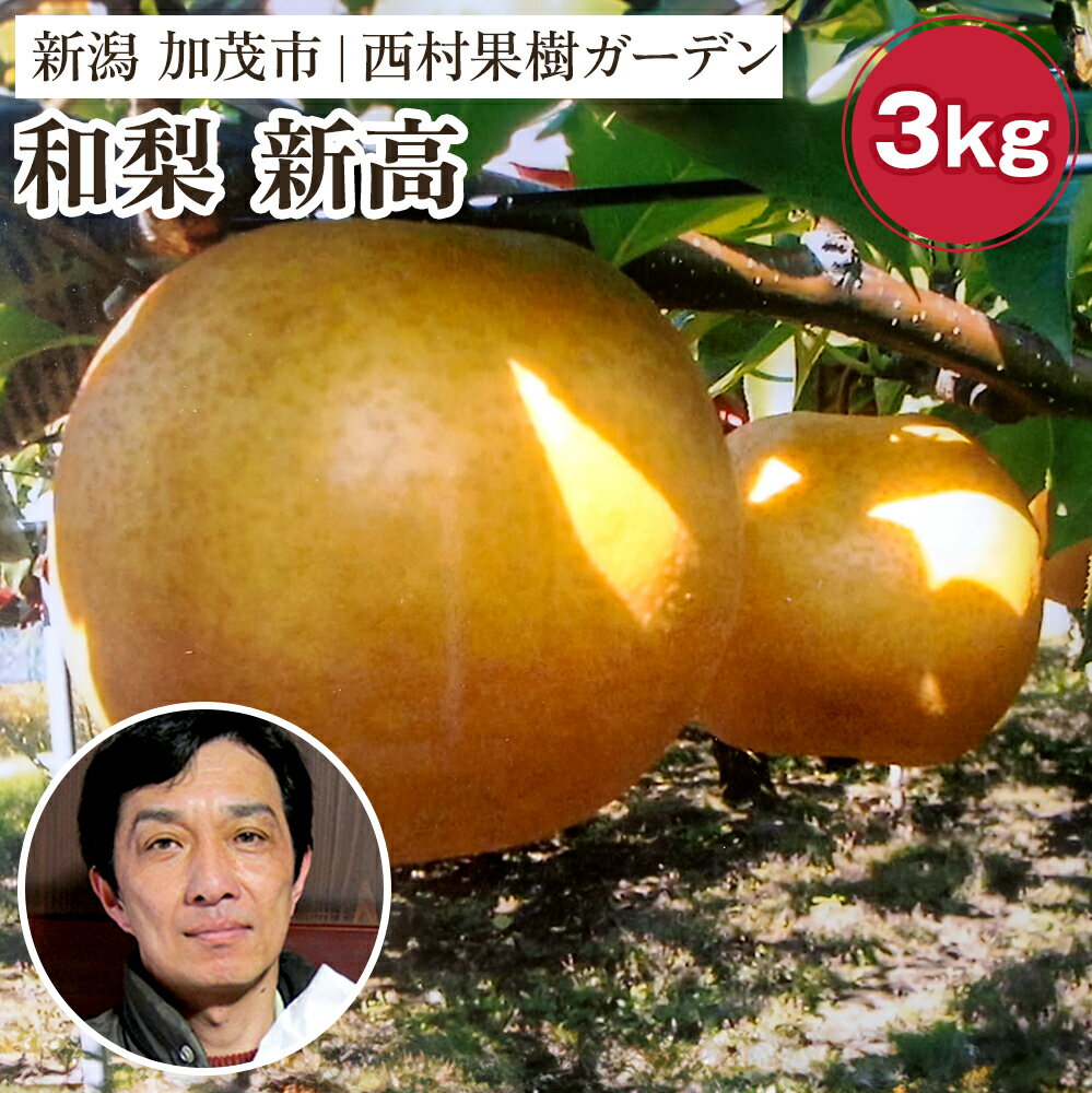 【2025年先行予約】西村の黒酢ミネラル栽培 和梨 「新高」 3kg（4〜9玉）《10月上旬〜順次発送》にいたか 梨 和梨 玄米黒酢やヨーグルトを散布して育てた梨 果物 フルーツ ギフト 加茂市 西村果樹ガーデン