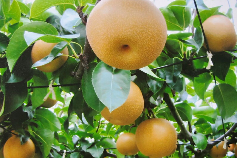 【ふるさと納税】【2025年先行予約】西村の黒酢ミネラル栽培 和梨 「新高」 3kg（4〜9玉）《10月上旬〜順次発送》にいたか 梨 和梨 玄米黒酢やヨーグルトを散布して育てた梨 果物 フルーツ ギフト 加茂市 西村果樹ガーデン サムネイル2