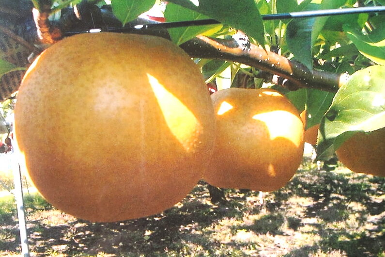 【ふるさと納税】【2025年先行予約】西村の黒酢ミネラル栽培 和梨 「新高」 3kg（4〜9玉）《10月上旬〜順次発送》にいたか 梨 和梨 玄米黒酢やヨーグルトを散布して育てた梨 果物 フルーツ ギフト 加茂市 西村果樹ガーデン サムネイル3