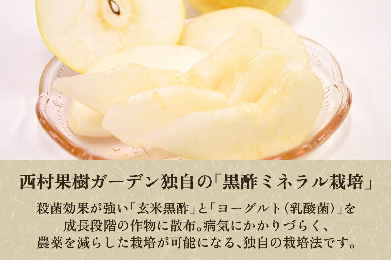 【ふるさと納税】【2025年先行予約】西村の黒酢ミネラル栽培「ル・レクチェ」2kg （3〜7玉）《11月下旬〜順次発送》 幻の西洋梨 梨 果実 フルーツ 冬の味覚 加茂市 西村果樹ガーデン サムネイル3