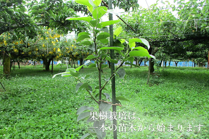 【ふるさと納税】【2025年先行予約】【家庭用】幻の洋梨 ル・レクチェ 選べる「2kg」or「3kg」or「4kg」《11月下旬から順次発送》 果物 フルーツ ギフト 贈答 加茂市産 ル・レクチェ 梨 西洋梨 加茂市 新太郎農園 サムネイル3