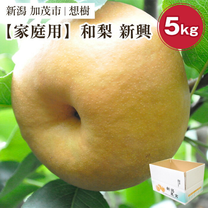 【2025年先行予約】【家庭用】新潟県産和梨 新興 約5kg（6〜14玉） 《10月中旬から順次発送》梨 なし ナシ 新興 しんこう 果物 果樹 フルーツ 樹上完熟 加茂果樹専門家集団 加茂市 想樹